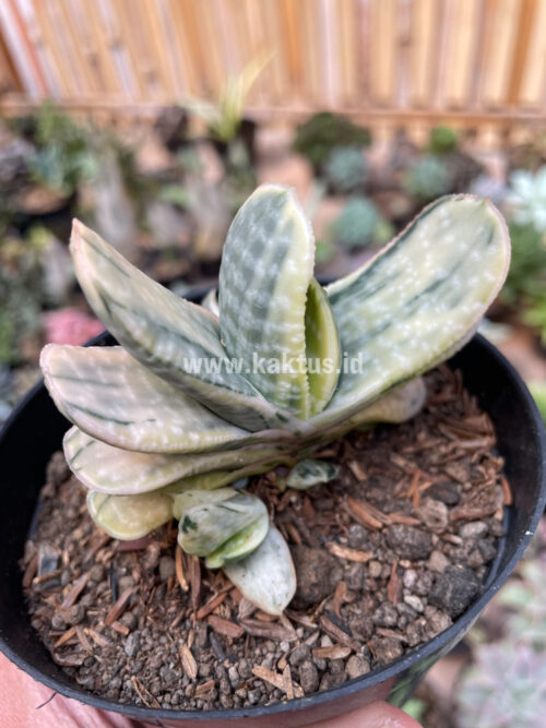 Gasteria Brachyphylla Variegated, real gallery image #8 plants. Picture taken directly from kaktus.id community Gasteria farmer green houses.