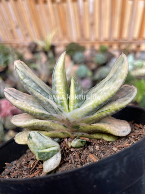Gasteria Brachyphylla Variegated, real gallery image #3 plants. Picture taken directly from kaktus.id community Gasteria farmer green houses.