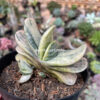 Gasteria Brachyphylla Variegated, real feature image plant. Picture taken directly from kaktus.id community Gasteria farmer green houses.