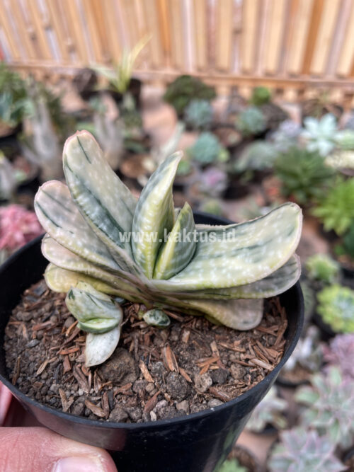Gasteria Brachyphylla Variegated, real gallery image #15 plants. Picture taken directly from kaktus.id community Gasteria farmer green houses.