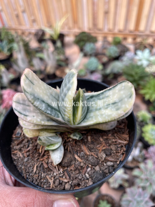Gasteria Brachyphylla Variegated, real gallery image #14 plants. Picture taken directly from kaktus.id community Gasteria farmer green houses.