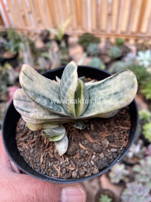 Gasteria Brachyphylla Variegated, real gallery image #13 plants. Picture taken directly from kaktus.id community Gasteria farmer green houses.