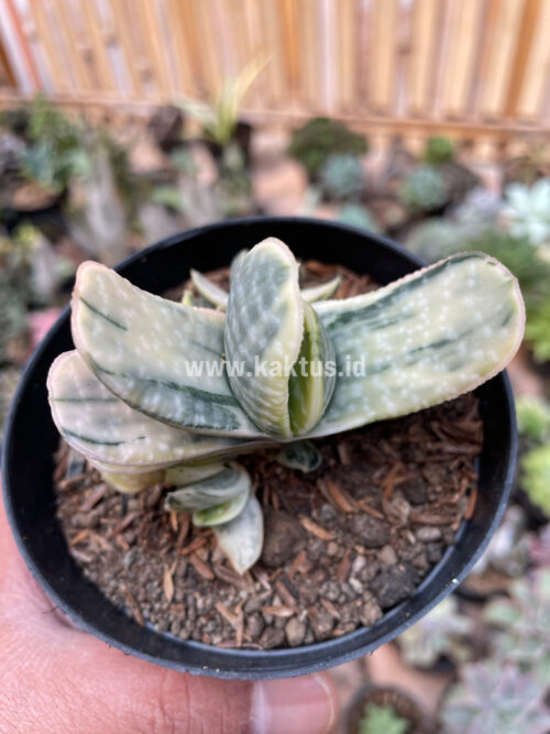 Gasteria Brachyphylla Variegated, real gallery image #12 plants. Picture taken directly from kaktus.id community Gasteria farmer green houses.