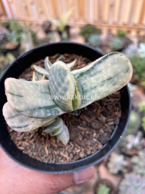 Gasteria Brachyphylla Variegated, real gallery image #11 plants. Picture taken directly from kaktus.id community Gasteria farmer green houses.