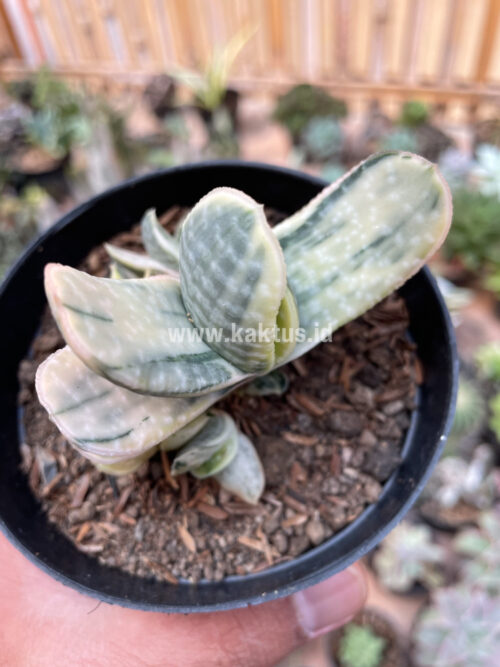 Gasteria Brachyphylla Variegated, real gallery image #10 plants. Picture taken directly from kaktus.id community Gasteria farmer green houses.