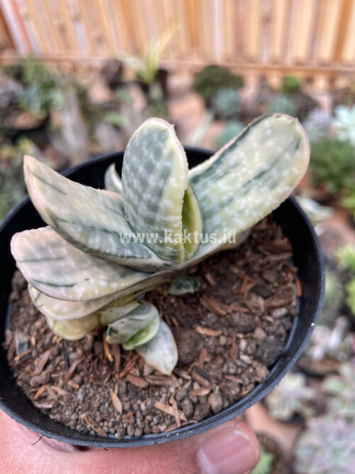 Gasteria Brachyphylla Variegated, real gallery image #9 plants. Picture taken directly from kaktus.id community Gasteria farmer green houses.