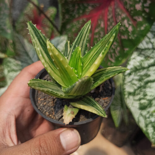 Aloe Nobillis Variegated, real gallery image #2 plants. Picture taken directly from kaktus.id community Aloe farmer green houses.