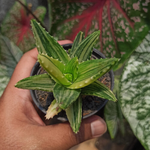 Aloe Nobillis Variegated, real gallery image #5 plants. Picture taken directly from kaktus.id community Aloe farmer green houses.
