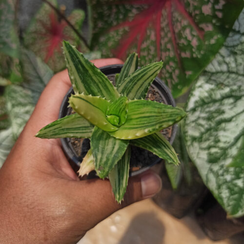 Aloe Nobillis Variegated, real gallery image #4 plants. Picture taken directly from kaktus.id community Aloe farmer green houses.