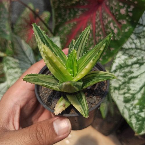Aloe Nobillis Variegated, real gallery image #3 plants. Picture taken directly from kaktus.id community Aloe farmer green houses.