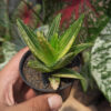 Aloe Nobillis Variegated, real gallery image #1 plants. Picture taken directly from kaktus.id community Aloe farmer green houses.