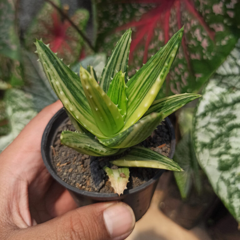 088. Aloe Nobillis Variegated ( Appendix II – Special Permit Needed* )