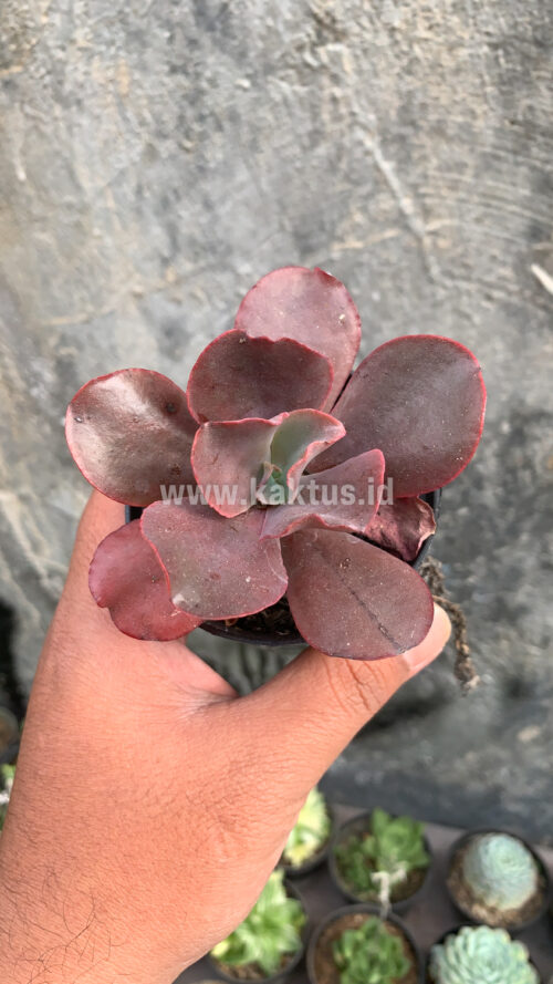 Echeveria Zorro, real gallery image #11 plants. Picture taken directly from kaktus.id community Echeveria farmer green houses.