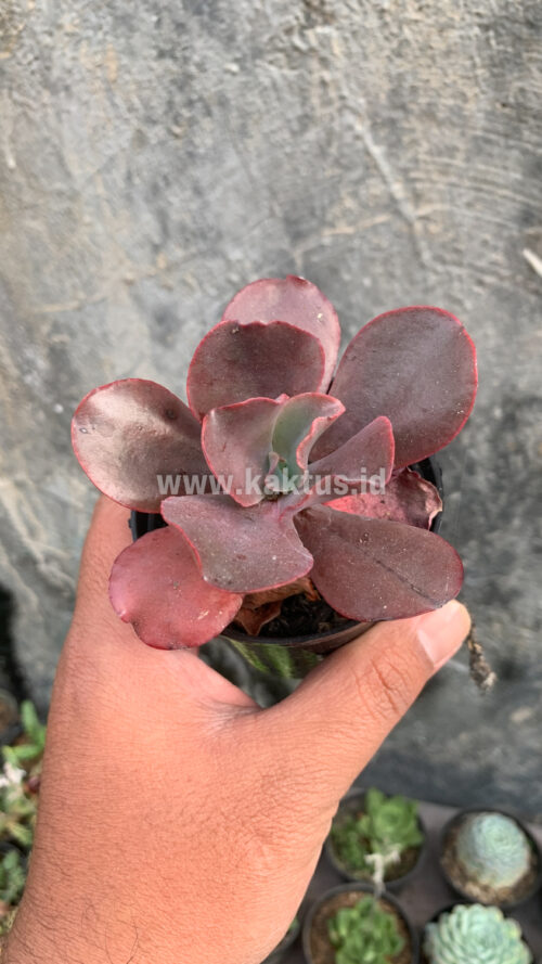 Echeveria Zorro, real gallery image #12 plants. Picture taken directly from kaktus.id community Echeveria farmer green houses.