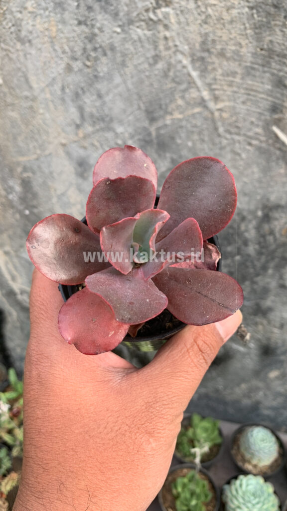kaktus.id