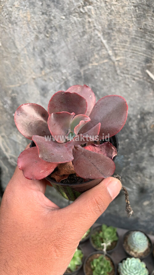 Echeveria Zorro, real gallery image #9 plants. Picture taken directly from kaktus.id community Echeveria farmer green houses.