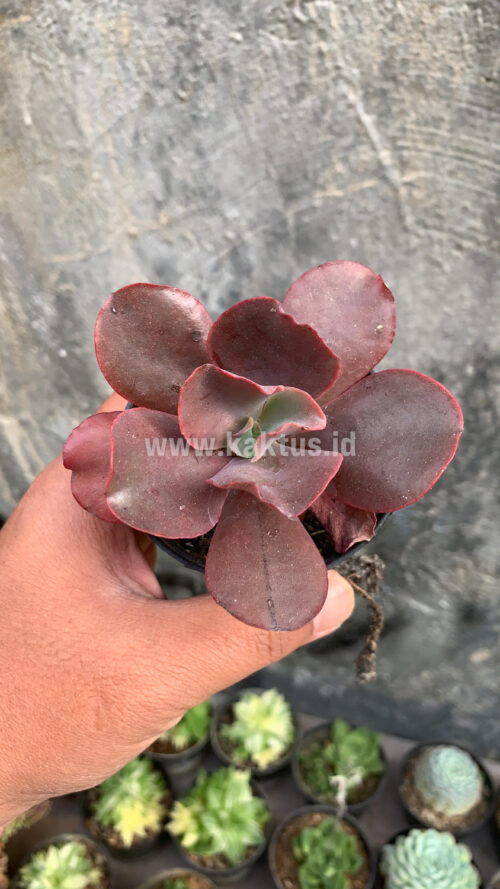 Echeveria Zorro, real gallery image #7 plants. Picture taken directly from kaktus.id community Echeveria farmer green houses.