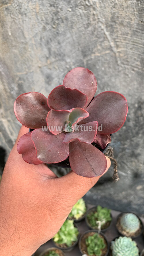Echeveria Zorro, real gallery image #14 plants. Picture taken directly from kaktus.id community Echeveria farmer green houses.