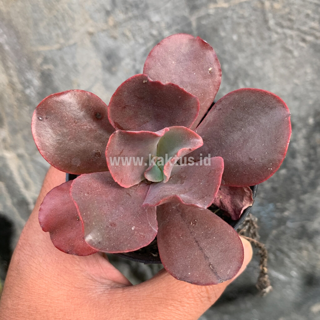kaktus.id