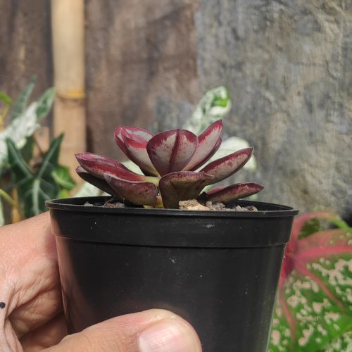 Echeveria Nodulosa 'Painted Echeveria', real gallery image #2 plants. Picture taken directly from kaktus.id community Echeveria farmer green houses.