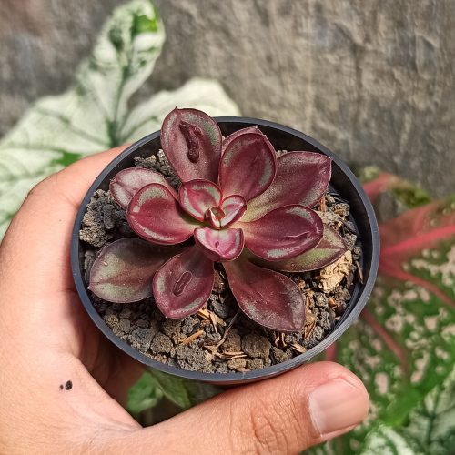 Echeveria Nodulosa 'Painted Echeveria', real gallery image #4 plants. Picture taken directly from kaktus.id community Echeveria farmer green houses.