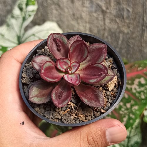 Echeveria Nodulosa 'Painted Echeveria', real gallery image #3 plants. Picture taken directly from kaktus.id community Echeveria farmer green houses.