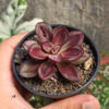 Echeveria Nodulosa 'Painted Echeveria', real gallery image #1 plants. Picture taken directly from kaktus.id community Echeveria farmer green houses.