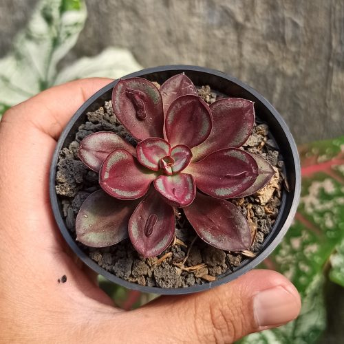 Echeveria Nodulosa 'Painted Echeveria', real gallery image #5 plants. Picture taken directly from kaktus.id community Echeveria farmer green houses.