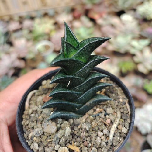 Haworthia Viscosa, real gallery image #3 plants. Picture taken directly from kaktus.id community Haworthia farmer green houses.
