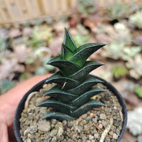 Haworthia Viscosa, real gallery image #4 plants. Picture taken directly from kaktus.id community Haworthia farmer green houses.