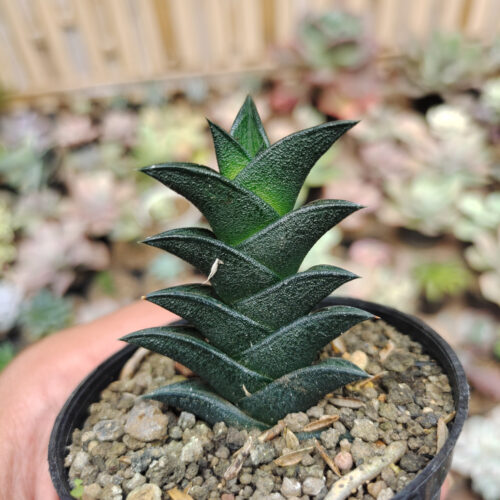 Haworthia Viscosa, real gallery image #5 plants. Picture taken directly from kaktus.id community Haworthia farmer green houses.