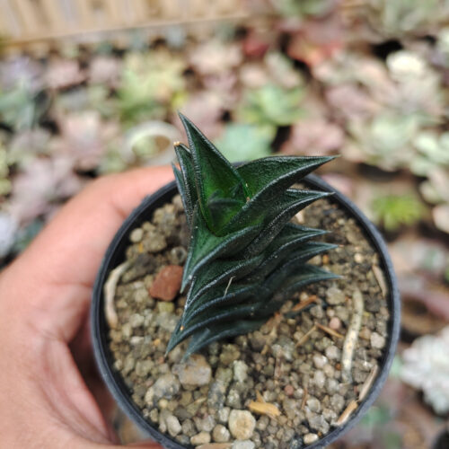 Haworthia Viscosa, real gallery image #6 plants. Picture taken directly from kaktus.id community Haworthia farmer green houses.