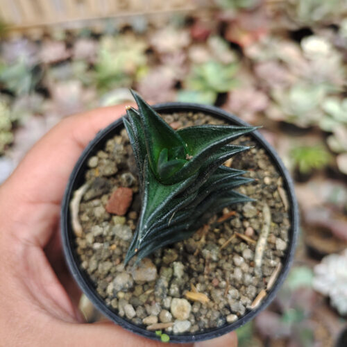 Haworthia Viscosa, real gallery image #7 plants. Picture taken directly from kaktus.id community Haworthia farmer green houses.