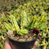Huernia Zebrina Variegated, real gallery image #2 plants. Picture taken directly from kaktus.id community Huernia farmer green houses.