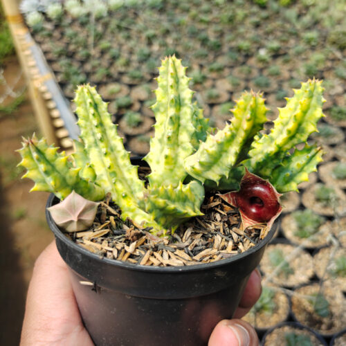Huernia Zebrina Variegated, real gallery image #3 plants. Picture taken directly from kaktus.id community Huernia farmer green houses.