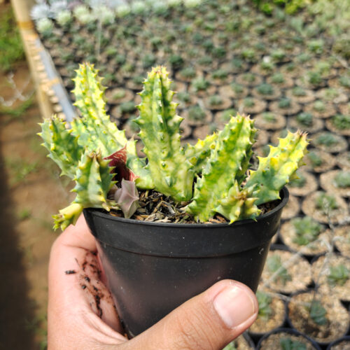 Huernia Zebrina Variegated, real gallery image #4 plants. Picture taken directly from kaktus.id community Huernia farmer green houses.