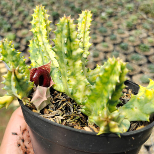 Huernia Zebrina Variegated, real gallery image #5 plants. Picture taken directly from kaktus.id community Huernia farmer green houses.