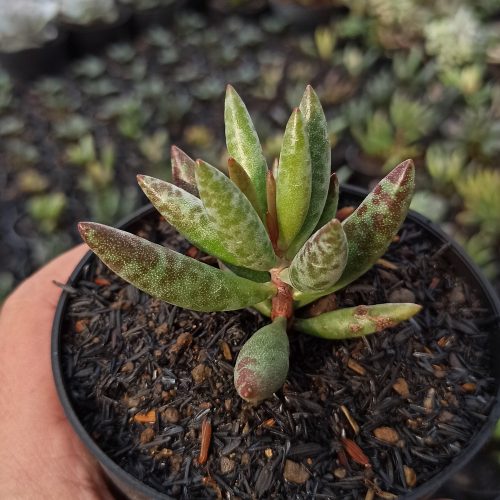 Adromischus Filicaulis, real gallery image #2 plants. Picture taken directly from kaktus.id community Adromischus farmer green houses.