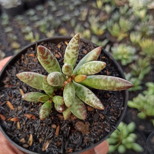 Adromischus Filicaulis, real gallery image #5 plants. Picture taken directly from kaktus.id community Adromischus farmer green houses.