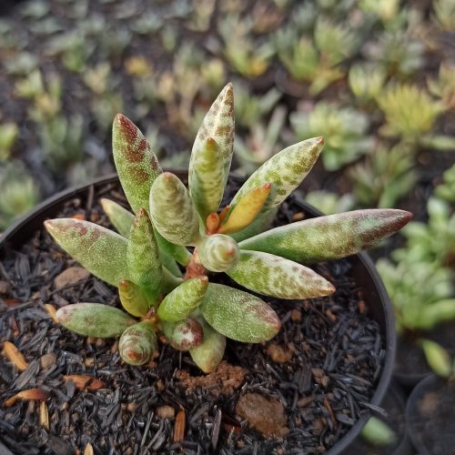 Adromischus Filicaulis, real gallery image #4 plants. Picture taken directly from kaktus.id community Adromischus farmer green houses.