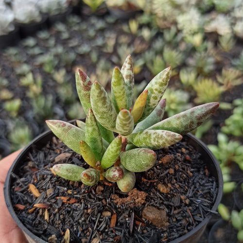 Adromischus Filicaulis, real gallery image #3 plants. Picture taken directly from kaktus.id community Adromischus farmer green houses.
