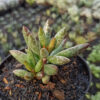 Adromischus Filicaulis, real gallery image #1 plants. Picture taken directly from kaktus.id community Adromischus farmer green houses.