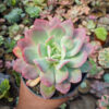 Echeveria Lemon And Lime Mutation, real gallery image #2 plants. Picture taken directly from kaktus.id community Echeveria farmer green houses.