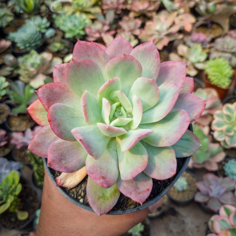 351. Echeveria Lemon And Lime Mutation