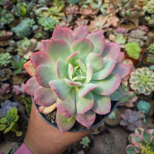 Echeveria Lemon And Lime Mutation, real gallery image #3 plants. Picture taken directly from kaktus.id community Echeveria farmer green houses.