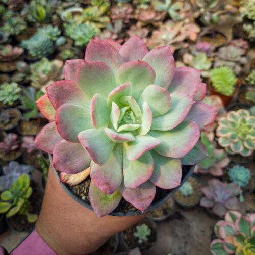 Echeveria Lemon And Lime Mutation, real gallery image #4 plants. Picture taken directly from kaktus.id community Echeveria farmer green houses.