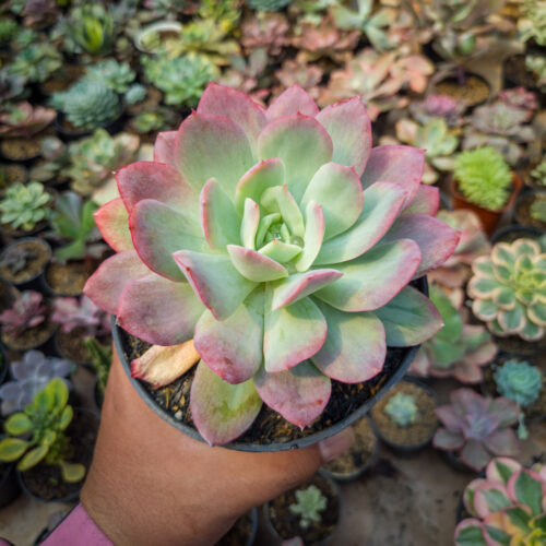 Echeveria Lemon And Lime Mutation, real gallery image #5 plants. Picture taken directly from kaktus.id community Echeveria farmer green houses.