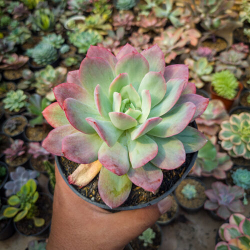 Echeveria Lemon And Lime Mutation, real gallery image #6 plants. Picture taken directly from kaktus.id community Echeveria farmer green houses.