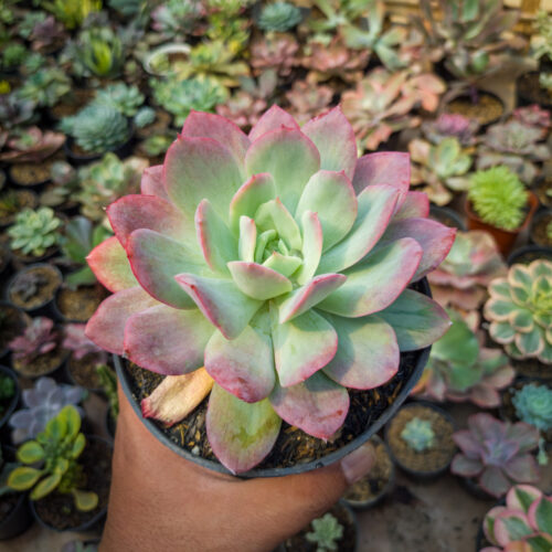 Echeveria Lemon And Lime Mutation, real gallery image #7 plants. Picture taken directly from kaktus.id community Echeveria farmer green houses.