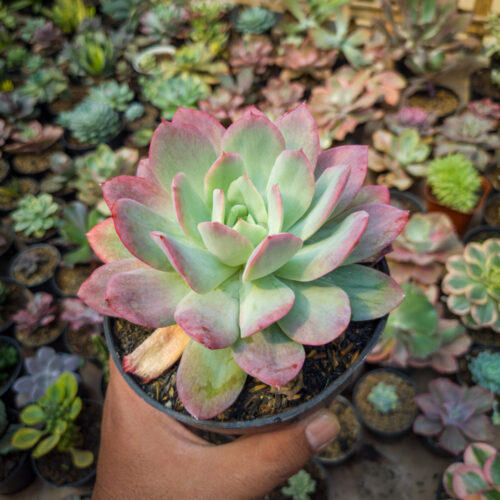 Echeveria Lemon And Lime Mutation, real gallery image #8 plants. Picture taken directly from kaktus.id community Echeveria farmer green houses.